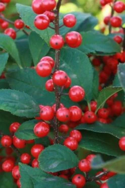 Male & Female Winterberry Holly Combo (2-Pack Of 3 Gallon Pots) 16 Male & Female Winterberry Holly Combo (2-Pack Of 3 Gallon Pots) -Wilson Bros Gardens Holly Winter Red 5