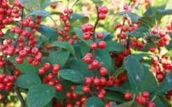 Male & Female Winterberry Holly Combo (2-Pack Of 3 Gallon Pots) 17 Male & Female Winterberry Holly Combo (2-Pack Of 3 Gallon Pots) -Wilson Bros Gardens Holly Winter Red 7