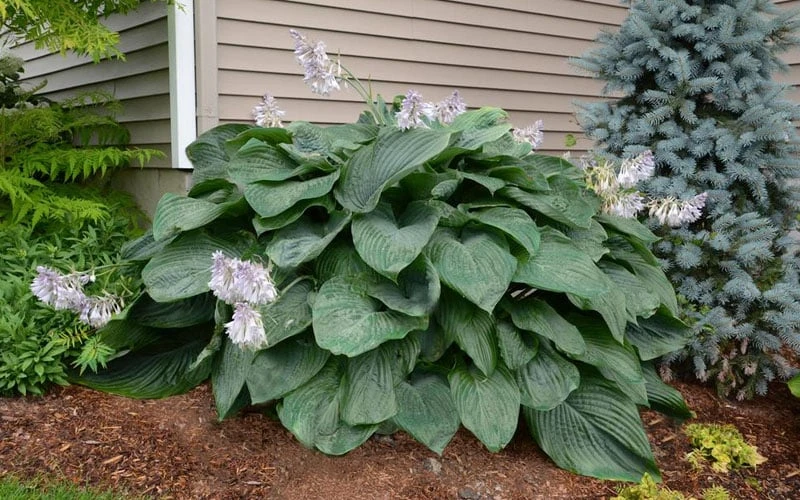 Empress Wu Giant Hosta Lily - 1 Gallon Pot 7 Empress Wu Giant Hosta Lily - 1 Gallon Pot - Image 5