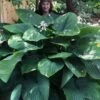 Empress Wu Giant Hosta Lily - 1 Gallon Pot -Wilson Bros Gardens Hosta Empress Wu 21