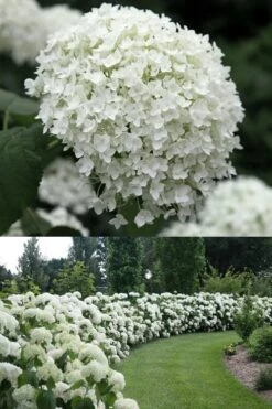 Annabelle Hydrangea - 3 Gallon Pot -Wilson Bros Gardens Hydrangea Annabelle 1 500x750 1