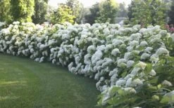 Annabelle Hydrangea - 3 Gallon Pot -Wilson Bros Gardens Hydrangea Annabelle Hedge 1