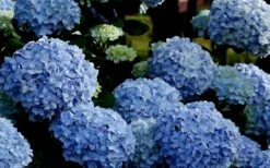 Big Daddy Hydrangea - 2 Gallon Pot -Wilson Bros Gardens Hydrangea Big Daddy