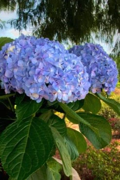 Big Daddy Hydrangea - 1 Gallon Pot 10 Big Daddy Hydrangea - 1 Gallon Pot -Wilson Bros Gardens Hydrangea Big Daddy 500x750 2