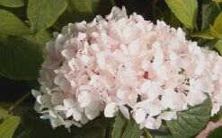 Blushing Bride Endless Summer Hydrangea - 1 Gallon Pot 10 Blushing Bride Endless Summer Hydrangea - 1 Gallon Pot -Wilson Bros Gardens Hydrangea Blushing Bride 2