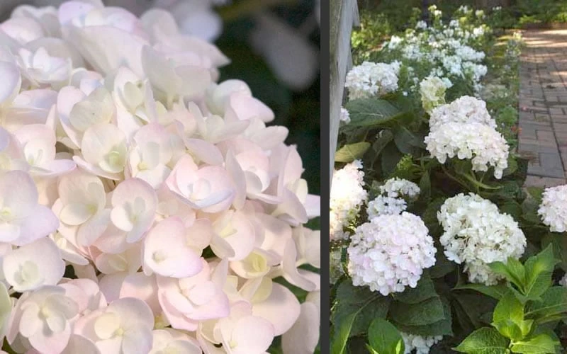 Blushing Bride Endless Summer Hydrangea - 1 Gallon Pot 7 Blushing Bride Endless Summer Hydrangea - 1 Gallon Pot - Image 5