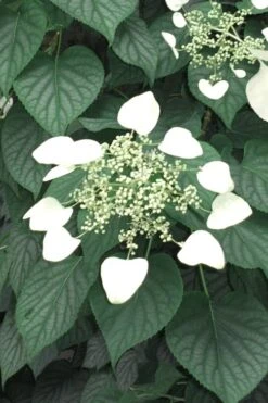 Moonlight Climbing Hydrangea - 1 Gallon Pot -Wilson Bros Gardens Hydrangea Climbing Moonlight 5