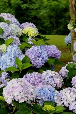 Dear Dolores Hydrangea - 1 Gallon Pot