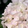 Blushing Bride Endless Summer Hydrangea - 1 Gallon Pot -Wilson Bros Gardens Hydrangea Endless Summer Blushing Bride 500x750 1