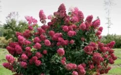 Fire Light Hydrangea - Single Trunk Topiary Tree - 5 Gallon Pot -Wilson Bros Gardens Hydrangea Fire Light 1
