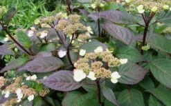 Lady In Red Hydrangea - 3 Gallon Pot -Wilson Bros Gardens Hydrangea Lady In Red Budded