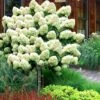 Limelight PeeGee Hydrangea - Single Trunk Topiary Tree - 5 Gallon Pot -Wilson Bros Gardens Hydrangea Limelight Standard Tree Form 2