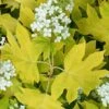 Little Honey Oakleaf Hydrangea - 1 Gallon Pot 1 Little Honey Oakleaf Hydrangea - 1 Gallon Pot -Wilson Bros Gardens Hydrangea Little Honey 1