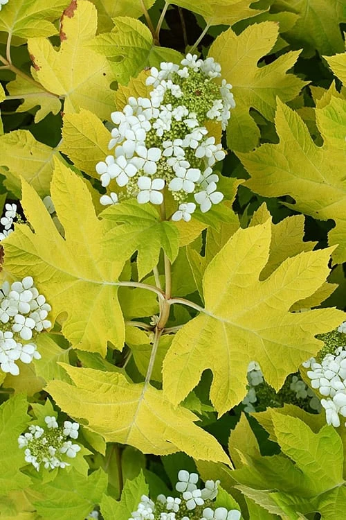 Little Honey Oakleaf Hydrangea - 1 Gallon Pot 3 Little Honey Oakleaf Hydrangea - 1 Gallon Pot
