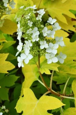 Little Honey Oakleaf Hydrangea - 1 Gallon Pot 11 Little Honey Oakleaf Hydrangea - 1 Gallon Pot -Wilson Bros Gardens Hydrangea Little Honey 3