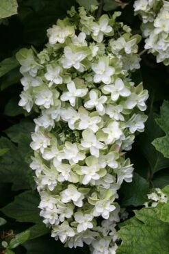 Snowflake Oakleaf Hydrangea - 3 Gallon Pot -Wilson Bros Gardens Hydrangea Snowflake 10