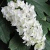 Snowflake Oakleaf Hydrangea - 3 Gallon Pot 2 Snowflake Oakleaf Hydrangea - 3 Gallon Pot -Wilson Bros Gardens Hydrangea Snowflake 14
