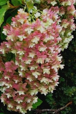 Snowflake Oakleaf Hydrangea - 3 Gallon Pot -Wilson Bros Gardens Hydrangea Snowflake 16