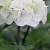 Zebra Hydrangea - 3 Gallon Pot 2 Zebra Hydrangea - 3 Gallon Pot -Wilson Bros Gardens Hydrangea Zebra 500x750 2