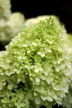 Limelight PeeGee Hydrangea - Single Trunk Topiary Tree - 5 Gallon Pot 10 Limelight PeeGee Hydrangea - Single Trunk Topiary Tree - 5 Gallon Pot -Wilson Bros Gardens Hydrangea limelightf BS