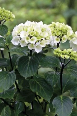 Zebra Hydrangea - 3 Gallon Pot -Wilson Bros Gardens Hydrangrea Zebra 11