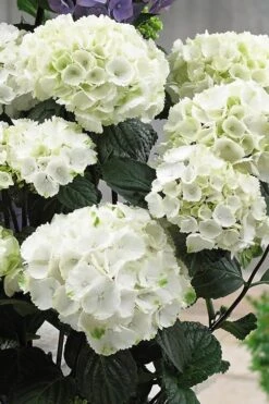 Zebra Hydrangea - 1 Gallon Pot -Wilson Bros Gardens Hydrangrea Zebra 12