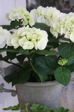 Zebra Hydrangea - 3 Gallon Pot -Wilson Bros Gardens Hydrangrea Zebra 14 1