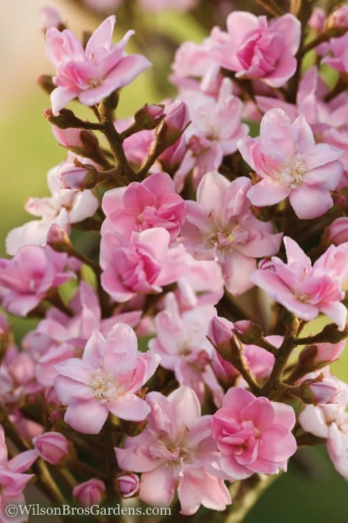 Rosalinda Indian Hawthorn Single Trunk Tree - 7 Gallon Pot (6-7') 7 Rosalinda Indian Hawthorn Single Trunk Tree - 7 Gallon Pot (6-7') - Image 5