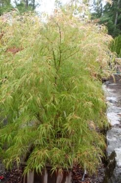 Aoyagi Gawa Strapleaf Japanese Maple - 1 Gallon Pot -Wilson Bros Gardens Japanese Maple Aoyagi Gawa 1