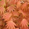 Autumn Moon Japanese Maple - 2 Gallon Pot -Wilson Bros Gardens Japanese Maple Autumn Moon 2