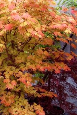 Autumn Moon Japanese Maple - 2 Gallon Pot -Wilson Bros Gardens Japanese Maple Autumn Moon 7