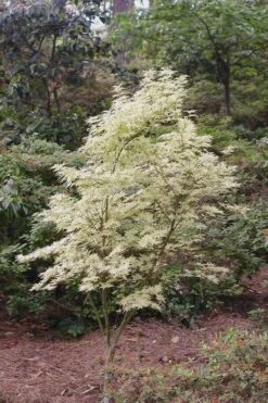 Butterfly Japanese Maple - 5 Gallon Pot -Wilson Bros Gardens Japanese Maple Butterfly 1