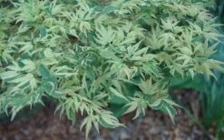 Butterfly Japanese Maple - 5 Gallon Pot -Wilson Bros Gardens Japanese Maple Butterfly 3