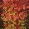Orange Flame Japanese Maple - 5 Gallon Pot 2 Orange Flame Japanese Maple - 5 Gallon Pot -Wilson Bros Gardens Japanese Maple Orange Flame 10