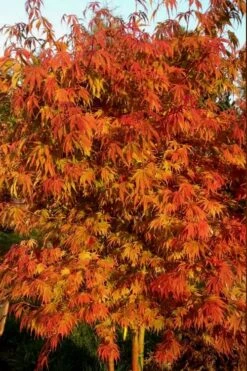 Orange Flame Japanese Maple - 5 Gallon Pot -Wilson Bros Gardens Japanese Maple Orange Flame 12