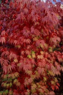 Orange Flame Japanese Maple - 5 Gallon Pot -Wilson Bros Gardens Japanese Maple Orange Flame 13