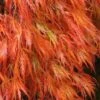Orangeola Weeping Japanese Maple - 1 Gallon Pot -Wilson Bros Gardens Japanese Maple Orangeola 2