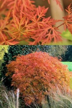 Orangeola Weeping Japanese Maple - 1 Gallon Pot -Wilson Bros Gardens Japanese Maple Orangeola 3