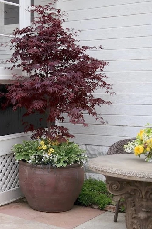 Pixie Dwarf Red Japanese Maple - 3 Gallon Pot 3 Pixie Dwarf Red Japanese Maple - 3 Gallon Pot