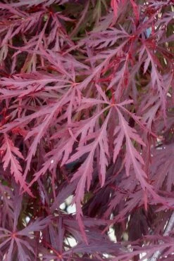 Red Dragon Dwarf Japanese Maple - 3 Gallon Pot 15 Red Dragon Dwarf Japanese Maple - 3 Gallon Pot -Wilson Bros Gardens Japanese Maple Red Dragon 11