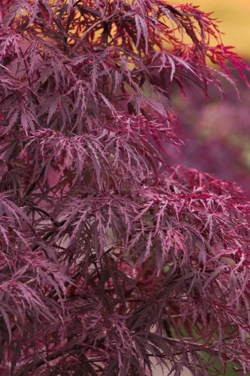 Red Dragon Dwarf Japanese Maple - 3 Gallon Pot 3 Red Dragon Dwarf Japanese Maple - 3 Gallon Pot