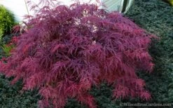 Red Dragon Dwarf Japanese Maple - 3 Gallon Pot 13 Red Dragon Dwarf Japanese Maple - 3 Gallon Pot -Wilson Bros Gardens Japanese Maple Red Dragon 21