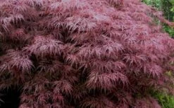 Red Dragon Dwarf Japanese Maple - 3 Gallon Pot 16 Red Dragon Dwarf Japanese Maple - 3 Gallon Pot -Wilson Bros Gardens Japanese Maple Red Dragon 3
