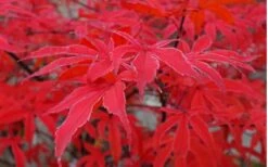 Shirazz Japanese Maple - 5 Gallon Pot (2-3') 15 Shirazz Japanese Maple - 5 Gallon Pot (2-3') -Wilson Bros Gardens Japanese Maple Shirazz 10