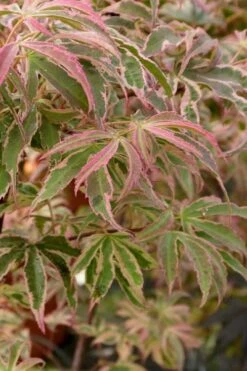 Shirazz Japanese Maple - 5 Gallon Pot (2-3') 14 Shirazz Japanese Maple - 5 Gallon Pot (2-3') -Wilson Bros Gardens Japanese Maple Shirazz 13