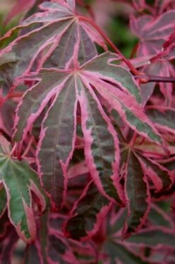 Shirazz Japanese Maple - 5 Gallon Pot (2-3') 13 Shirazz Japanese Maple - 5 Gallon Pot (2-3') -Wilson Bros Gardens Japanese Maple Shirazz 6