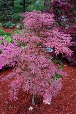Shirazz Japanese Maple - 5 Gallon Pot (2-3') 12 Shirazz Japanese Maple - 5 Gallon Pot (2-3') -Wilson Bros Gardens Japanese Maple Shirazz 7