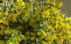 Butterscotch Yellow Jasmine (Jessamine) - Gelsemium Sempervirens - 1 Gallon Pot 17 Butterscotch Yellow Jasmine (Jessamine) - Gelsemium Sempervirens - 1 Gallon Pot -Wilson Bros Gardens Jasmine Butterscotch 51