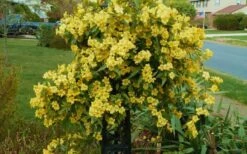 Butterscotch Yellow Jasmine (Jessamine) - Gelsemium Sempervirens - 1 Gallon Pot 13 Butterscotch Yellow Jasmine (Jessamine) - Gelsemium Sempervirens - 1 Gallon Pot -Wilson Bros Gardens Jasmine Butterscotch 52