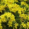 Butterscotch Yellow Jasmine (Jessamine) - Gelsemium Sempervirens - 1 Gallon Pot -Wilson Bros Gardens Jasmine Butterscotch Rev 500x750 1